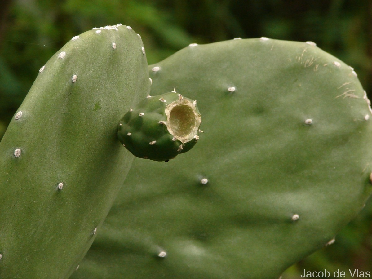 Opuntia cochenillifera (L.) Mill.
